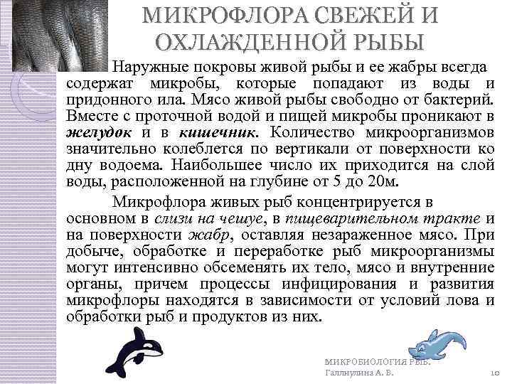 МИКРОФЛОРА СВЕЖЕЙ И ОХЛАЖДЕННОЙ РЫБЫ Наружные покровы живой рыбы и ее жабры всегда содержат