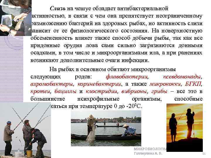 Слизь на чешуе обладает антибактериальной активностью, в связи с чем она препятствует неограниченному размножению