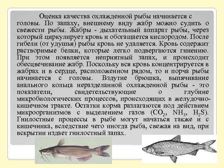 Оценка качества рыбы. Показатели качества рыбы. Качество охлажденной рыбы. Показатели качества охлажденной рыбы. Внешний вид охлажденной рыбы.