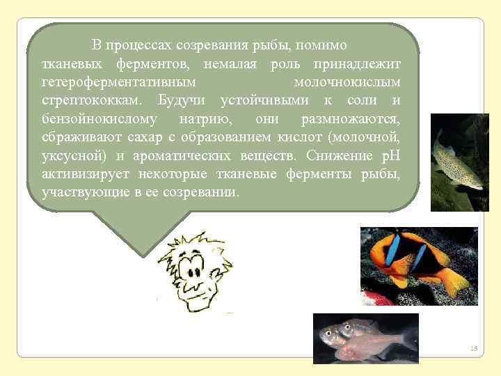 В процессах созревания рыбы, помимо тканевых ферментов, немалая роль принадлежит гетероферментативным молочнокислым стрептококкам. Будучи