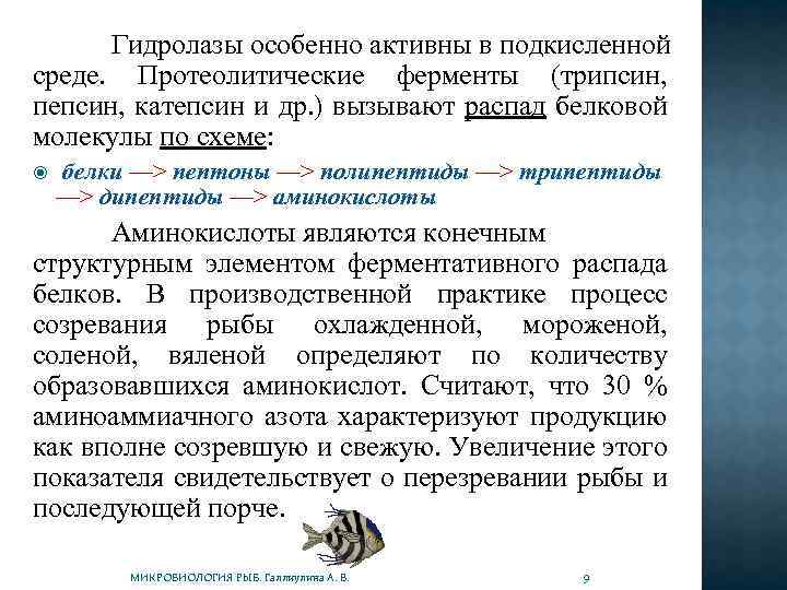 Гидролазы особенно активны в подкисленной среде. Протеолитические ферменты (трипсин, пепсин, катепсин и др. )