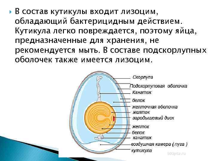 Какие функции выполняет яйцо. Лизоцим куриного яйца. Микробиология яиц. Лизоцим в яйце. Состав яйца микробиология яйцаа.