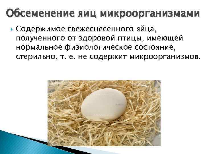 Какие функции выполняет яйцо. Микрофлора яиц и яичных продуктов. Эндогенное обсеменение яиц. Обсеменение поверхностей микроорганизмами. Обсеменение микроорганизмами это.