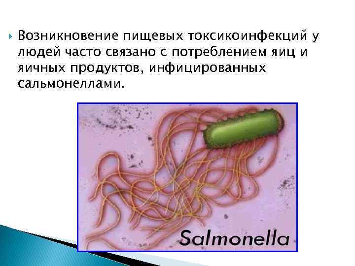  Возникновение пищевых токсикоинфекций у людей часто связано с потреблением яиц и яичных продуктов,