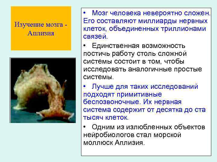 Изучение мозга Аплизия • Мозг человека невероятно сложен. Его составляют миллиарды нервных клеток, объединенных