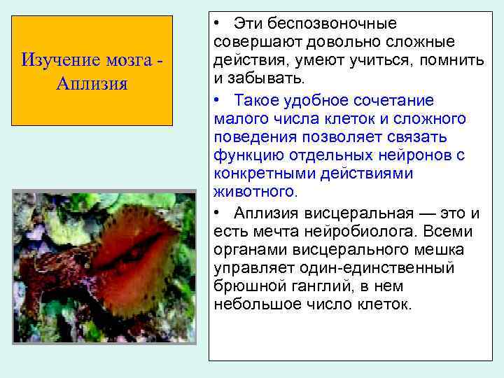 Изучение мозга Аплизия • Эти беспозвоночные совершают довольно сложные действия, умеют учиться, помнить и