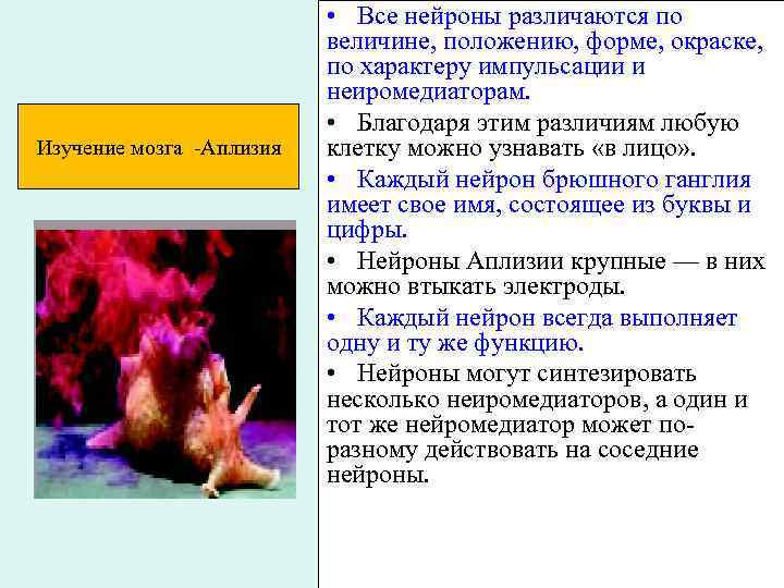 Изучение мозга -Аплизия • Все нейроны различаются по величине, положению, форме, окраске, по характеру