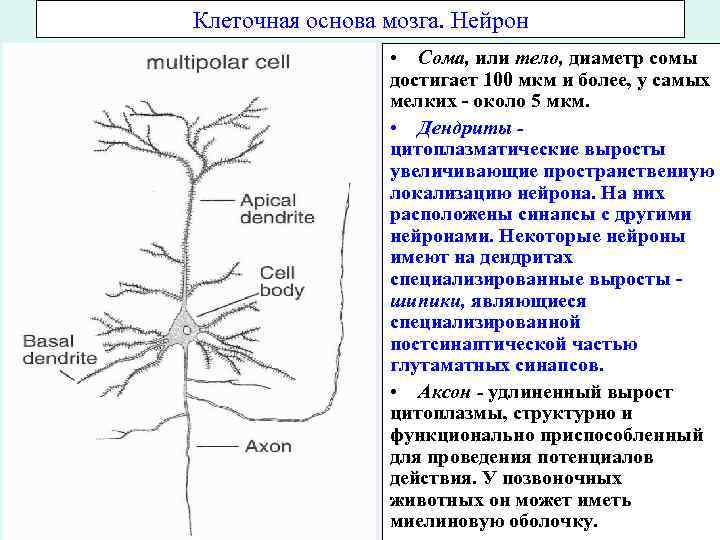 Клеточная основа мозга. Нейрон • Сома, или тело, диаметр сомы достигает 100 мкм и