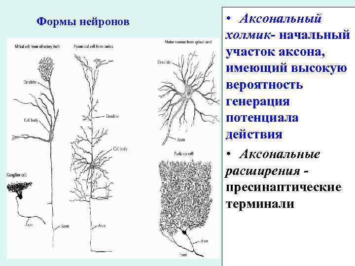 Формы нейронов • Аксональный холмик- начальный участок аксона, имеющий высокую вероятность генерация потенциала действия