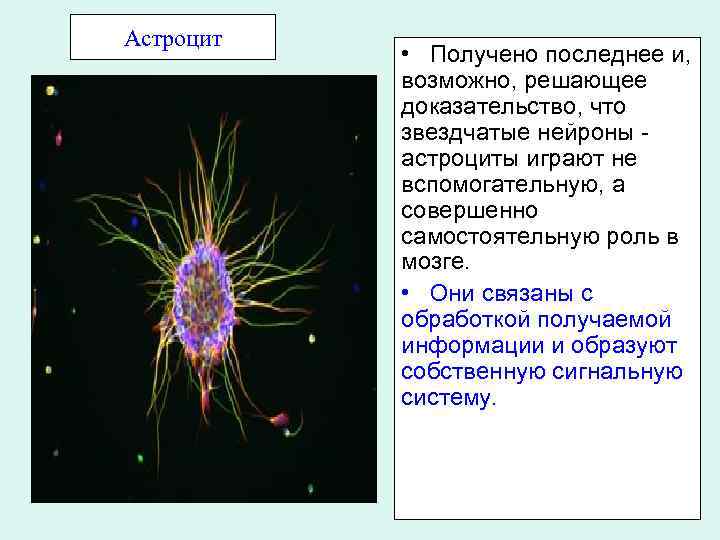 Астроцит • Получено последнее и, возможно, решающее доказательство, что звездчатые нейроны - астроциты играют