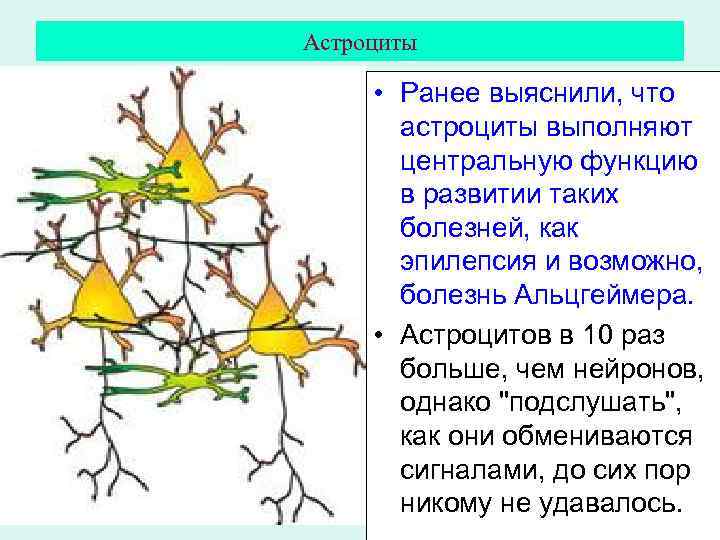 Астроциты • Ранее выяснили, что астроциты выполняют центральную функцию в развитии таких болезней, как