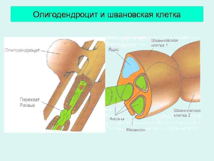 Олигодендроцит и швановская клетка 