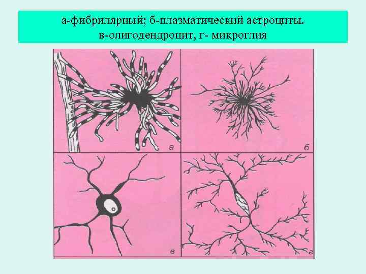 а-фибрилярный; б-плазматический астроциты. в-олигодендроцит, г- микроглия 