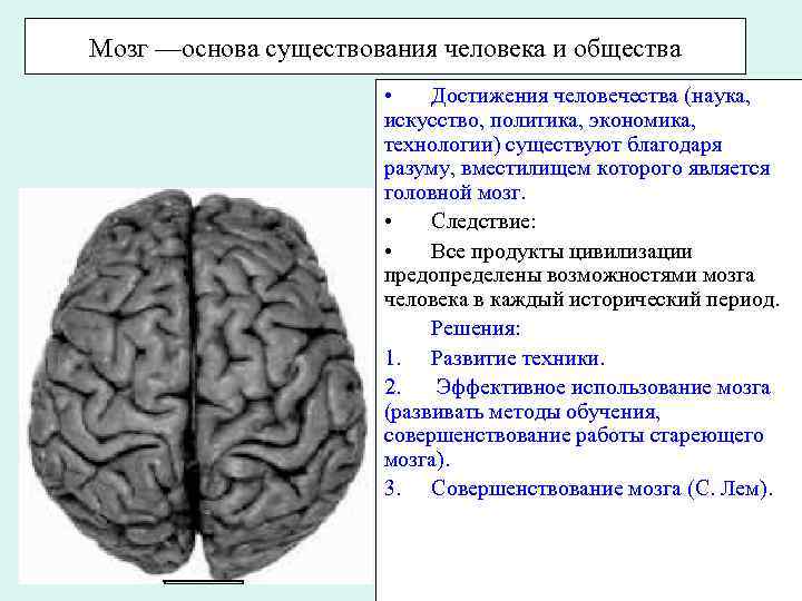 Мозги возможности. Основа мозга. Развиваем мозг.