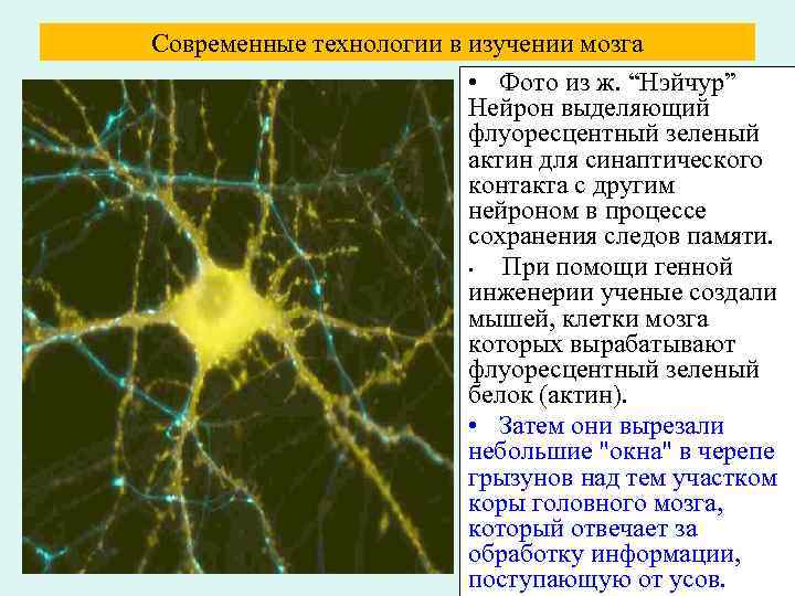 Современные технологии в изучении мозга • Фото из ж. “Нэйчур” Нейрон выделяющий флуоресцентный зеленый