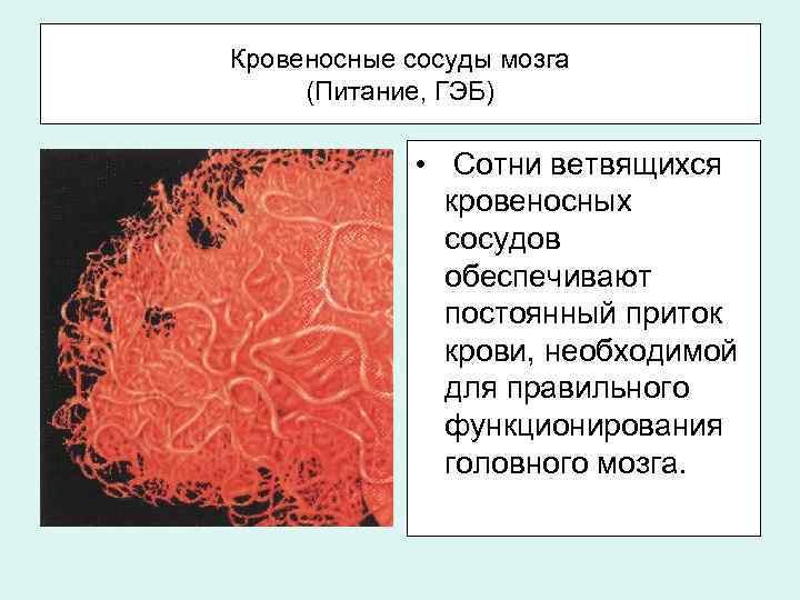 Кровеносные сосуды мозга (Питание, ГЭБ) • Сотни ветвящихся кровеносных сосудов обеспечивают постоянный приток крови,