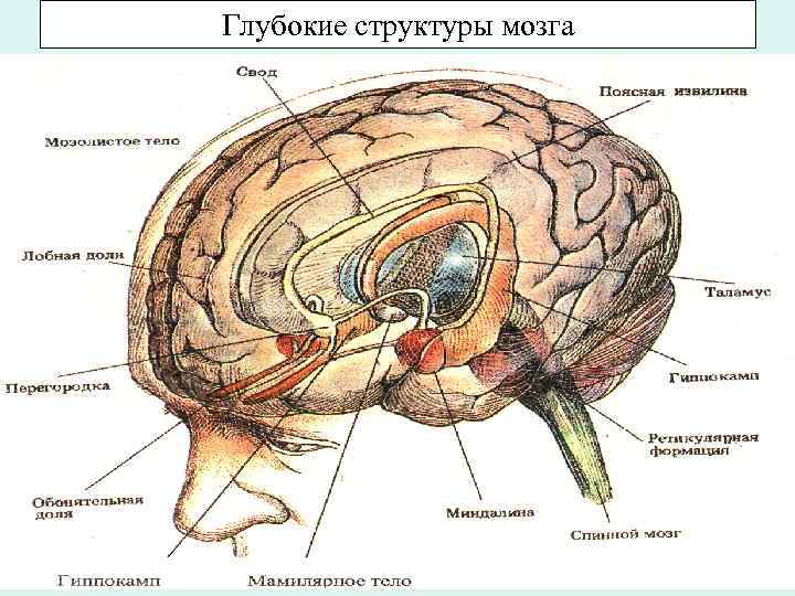 Состав мозгов. Мозговые структуры. Состав мозга. Глубинные структуры мозга. Глубокие подкорковые структуры мозга.