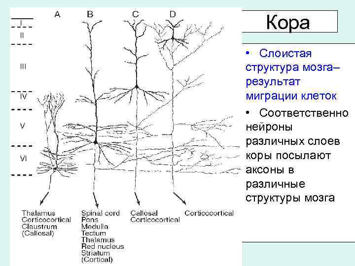 Кора • Слоистая структура мозга– результат миграции клеток • Соответственно нейроны различных слоев коры