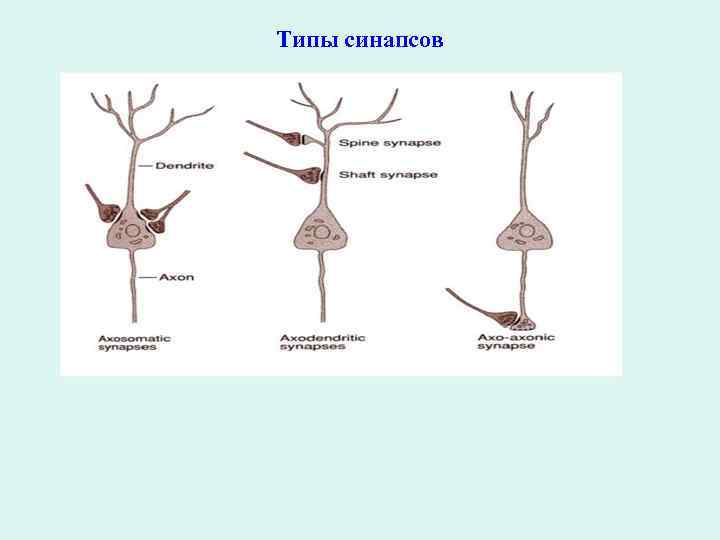 Типы синапсов 