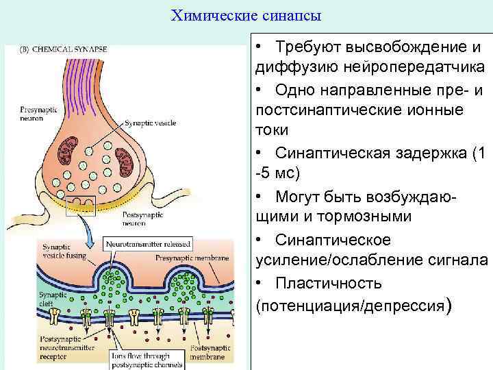 Химические синапсы • Требуют высвобождение и диффузию нейропередатчика • Одно направленные пре- и постсинаптические