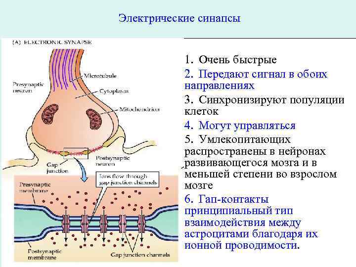 Число синапсов. Электрическая и химическая передача сигналов в синапсе. Электрический синапс физиология. Строение электрического синапса. Электрический синапс строение схема.