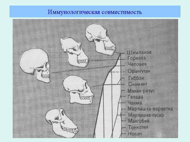 Иммунологическая совместимость 