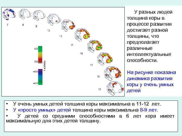 У разных людей толщина коры в процессе развития достигает разной толщины, что предполагает различные