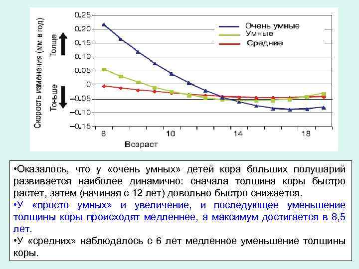  • Оказалось, что у «очень умных» детей кора больших полушарий развивается наиболее динамично: