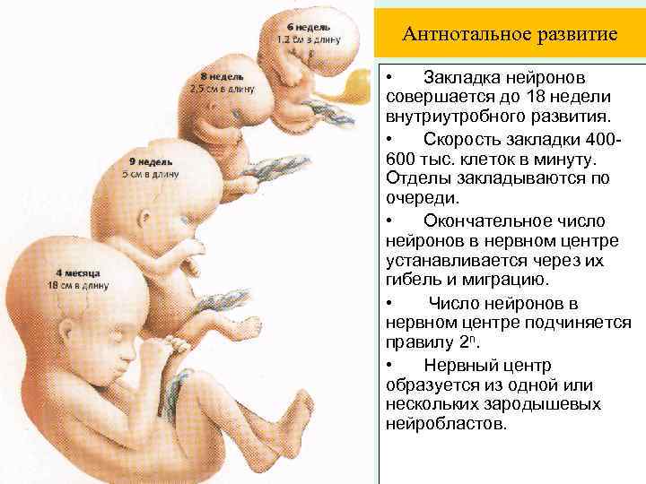 Антнотальное развитие • Закладка нейронов совершается до 18 недели внутриутробного развития. • Скорость закладки