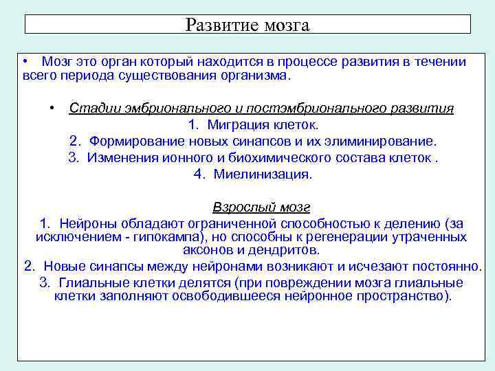 Развитие мозга • Мозг это орган который находится в процессе развития в течении всего