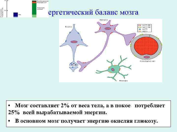 Энергетический баланс мозга • Мозг составляет 2% от веса тела, а в покое потребляет