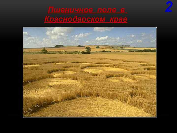 Пшеничное поле в Краснодарском крае 2 