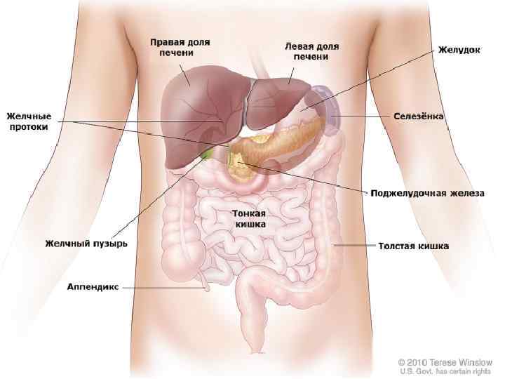 ПАТОГЕНЕЗ l l В тяжелых случаях гемолиз выражен резко и сопровождается значительной желтухой и