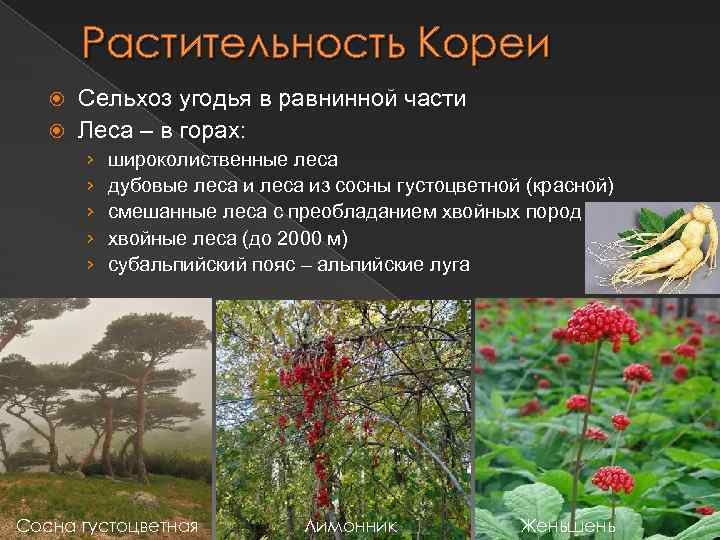 Растительность Кореи Сельхоз угодья в равнинной части Леса – в горах: › › ›