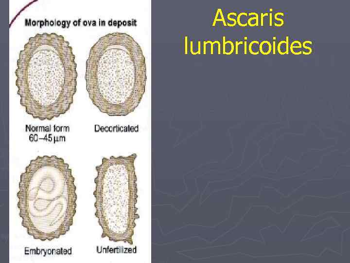 Аscaris lumbricoides 