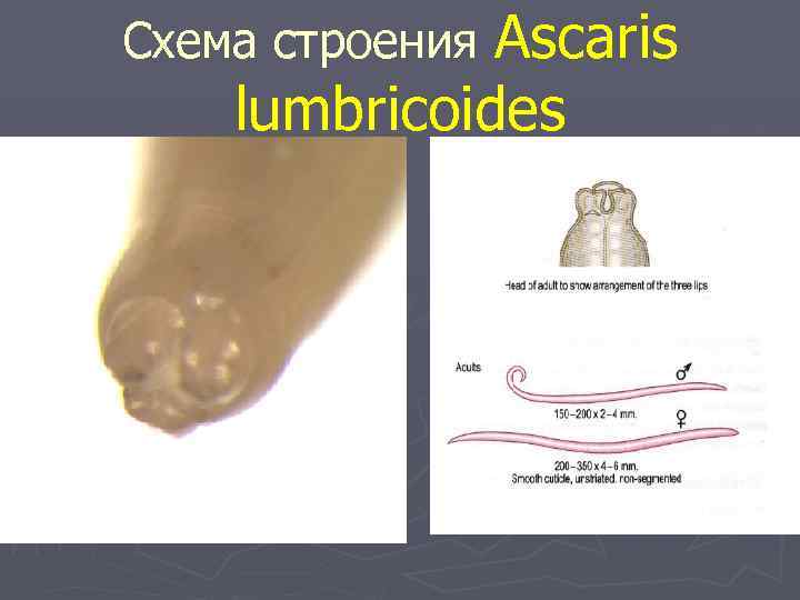 Схема строения Аscaris lumbricoides 