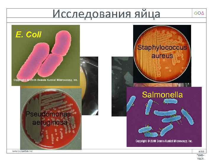 Исследования яйца E. Coli Staphylococcus aureus Salmonella Pseudomonas aeruginosa НПП 