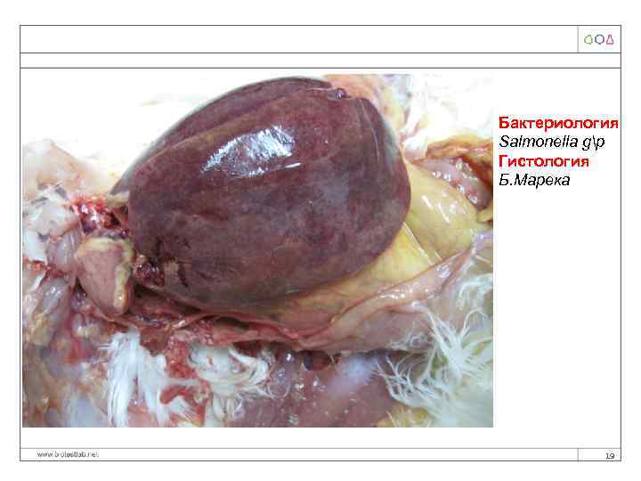 Бактериология Salmonella gp Гистология Б. Марека 19 