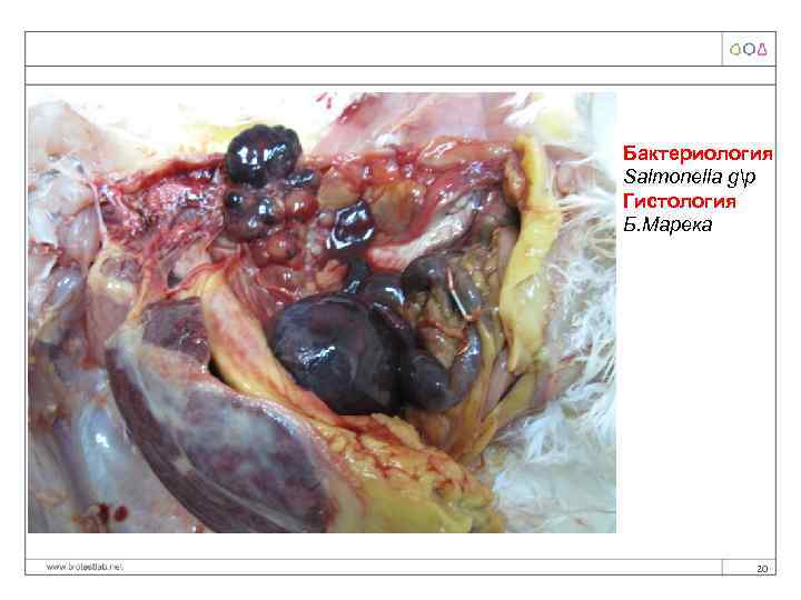 Бактериология Salmonella gp Гистология Б. Марека 20 