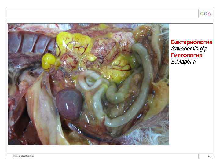 Бактериология Salmonella gp Гистология Б. Марека 21 