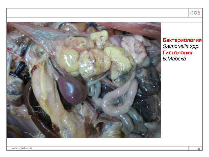 Бактериология Salmonella spp. Гистология Б. Марека 25 