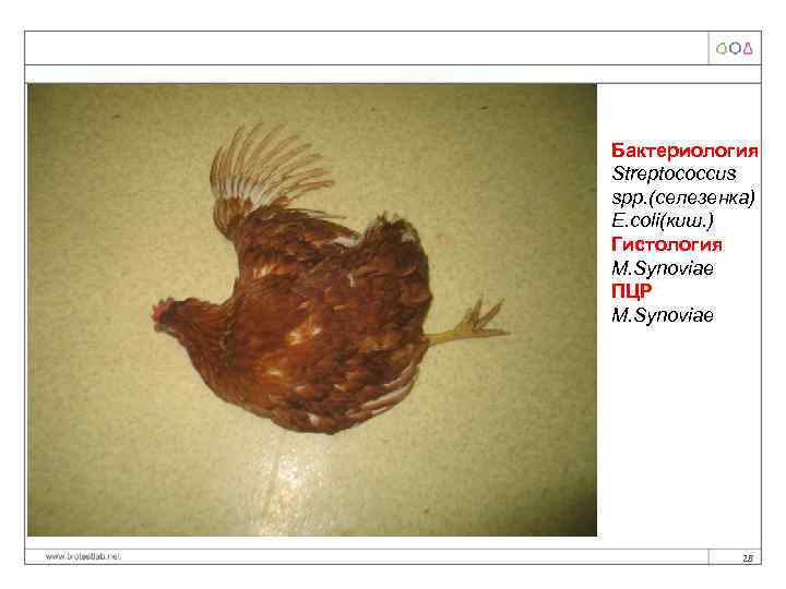 Бактериология Streptococcus spp. (селезенка) E. coli(киш. ) Гистология M. Synoviae ПЦР M. Synoviae 28