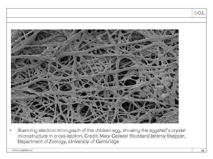  • Scanning electron micrograph of the chicken egg, showing the eggshell’s crystal microstructure