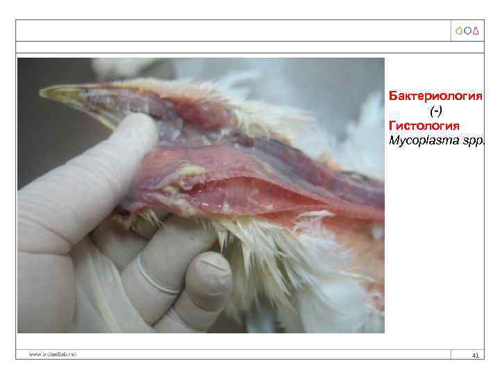 Бактериология (-) Гистология Mycoplasma spp. 41 