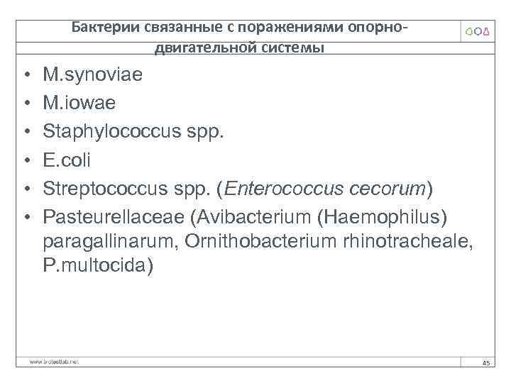 Бактерии связанные с поражениями опорнодвигательной системы • • • M. synoviae M. iowae Staphylococcus