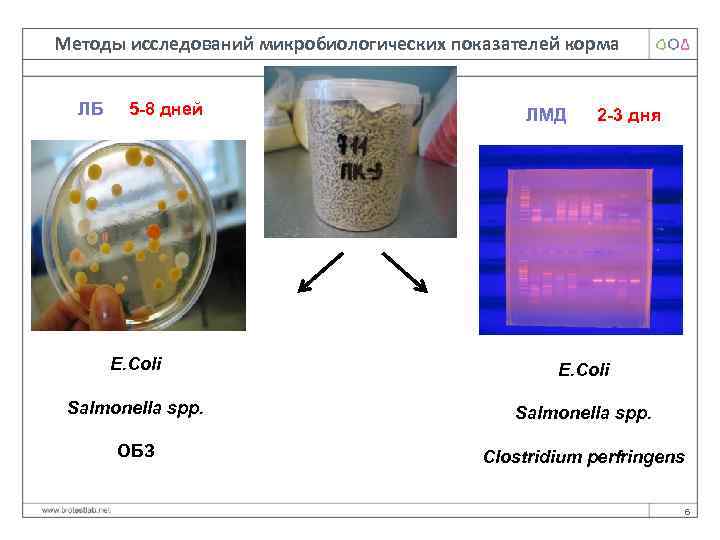 Методы исследований микробиологических показателей корма ЛБ 5 -8 дней ЛМД 2 -3 дня E.