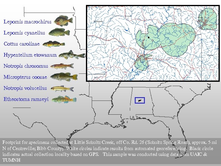 Lepomis macrochirus Lepomis cyanellus Cottus carolinae Hypentelium etowanum Notropis chrosomus Micropterus coosae Notropis volucellus