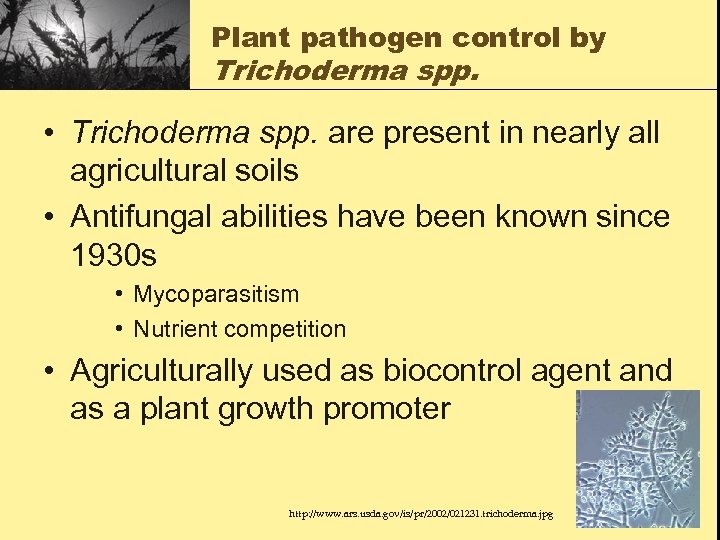 Plant pathogen control by Trichoderma spp. • Trichoderma spp. are present in nearly all