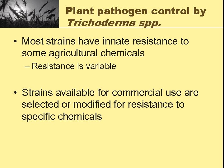 Plant pathogen control by Trichoderma spp. • Most strains have innate resistance to some