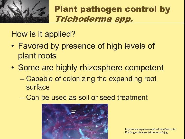 Plant pathogen control by Trichoderma spp. How is it applied? • Favored by presence